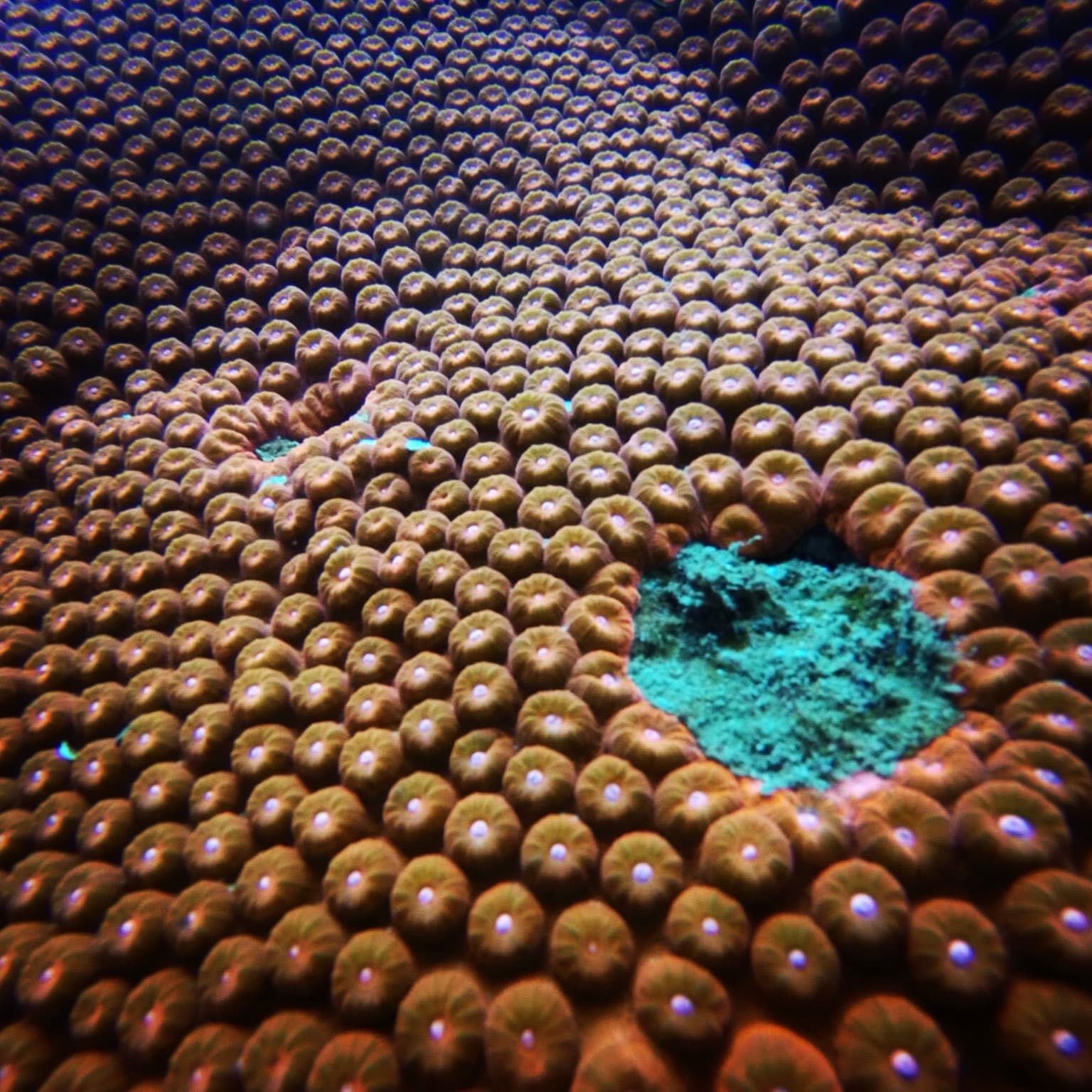 Coral texture underwater