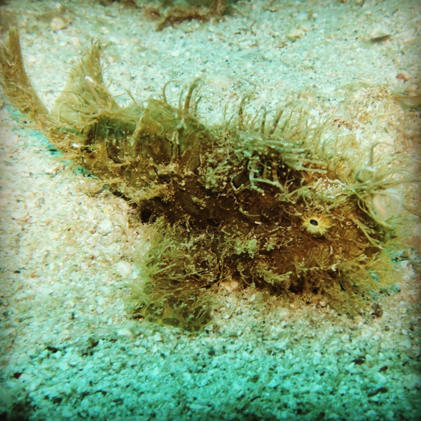 Frogfish camouflaged on the seafloor