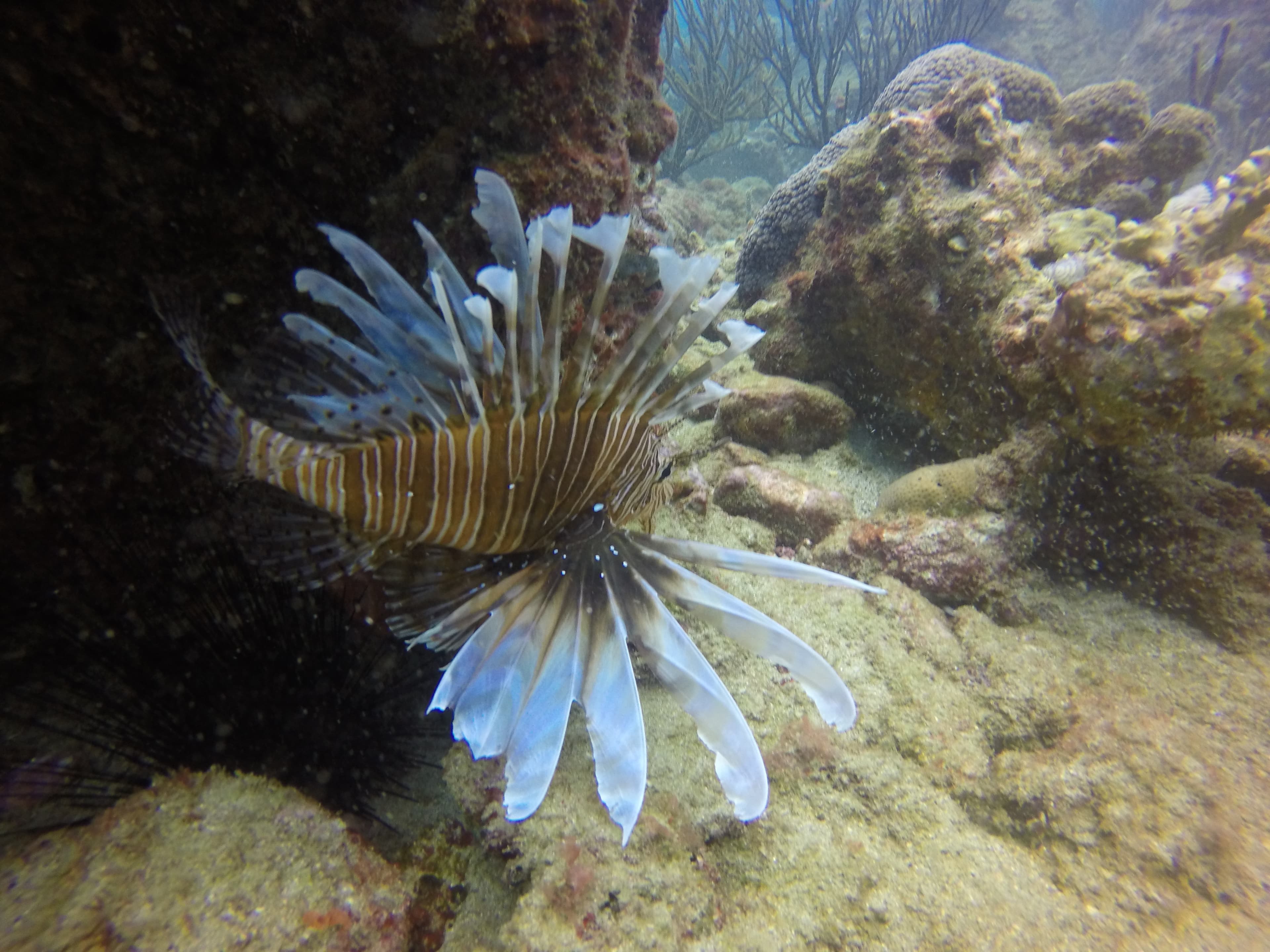 Lionfish near reef structure