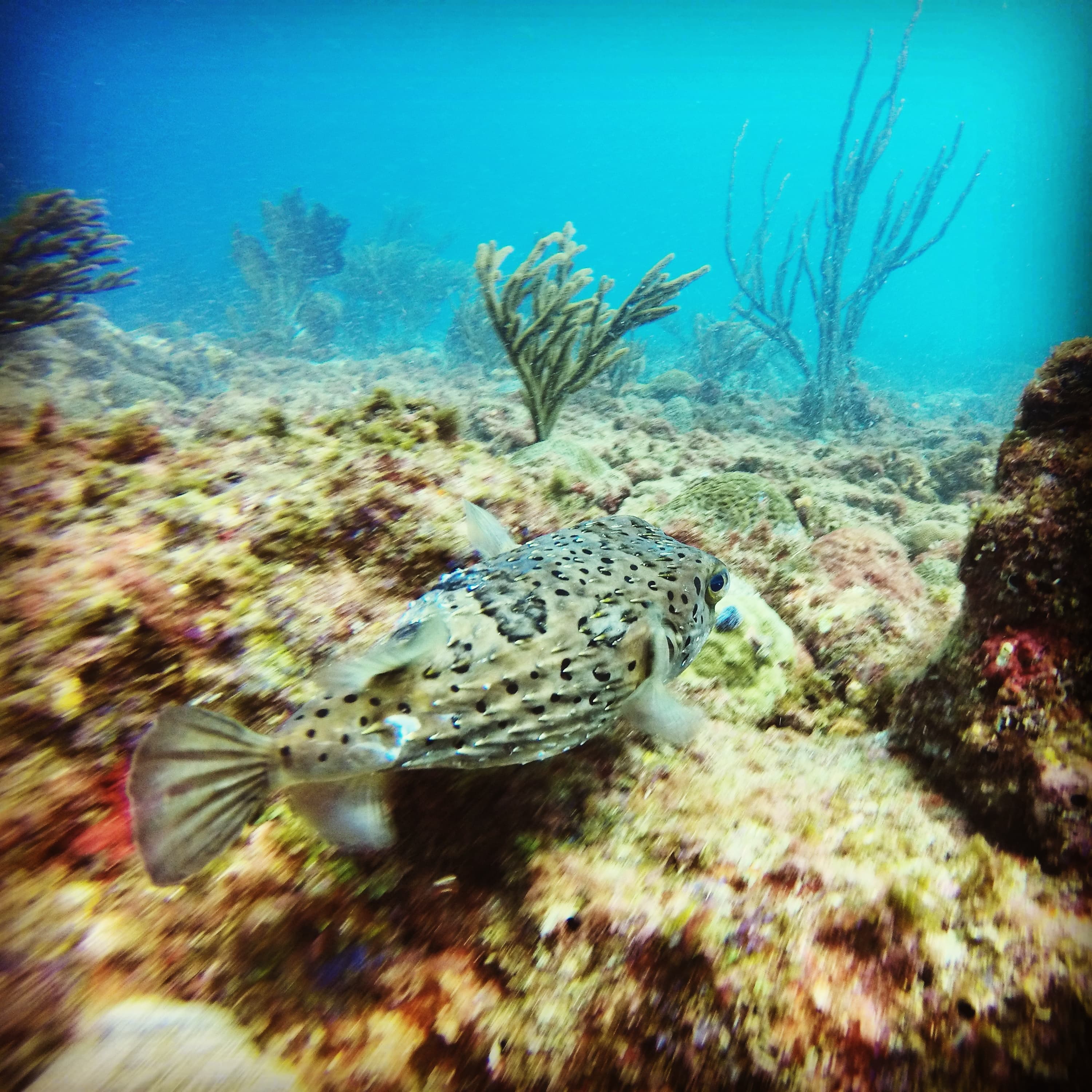 Pufferfish swimming over reef