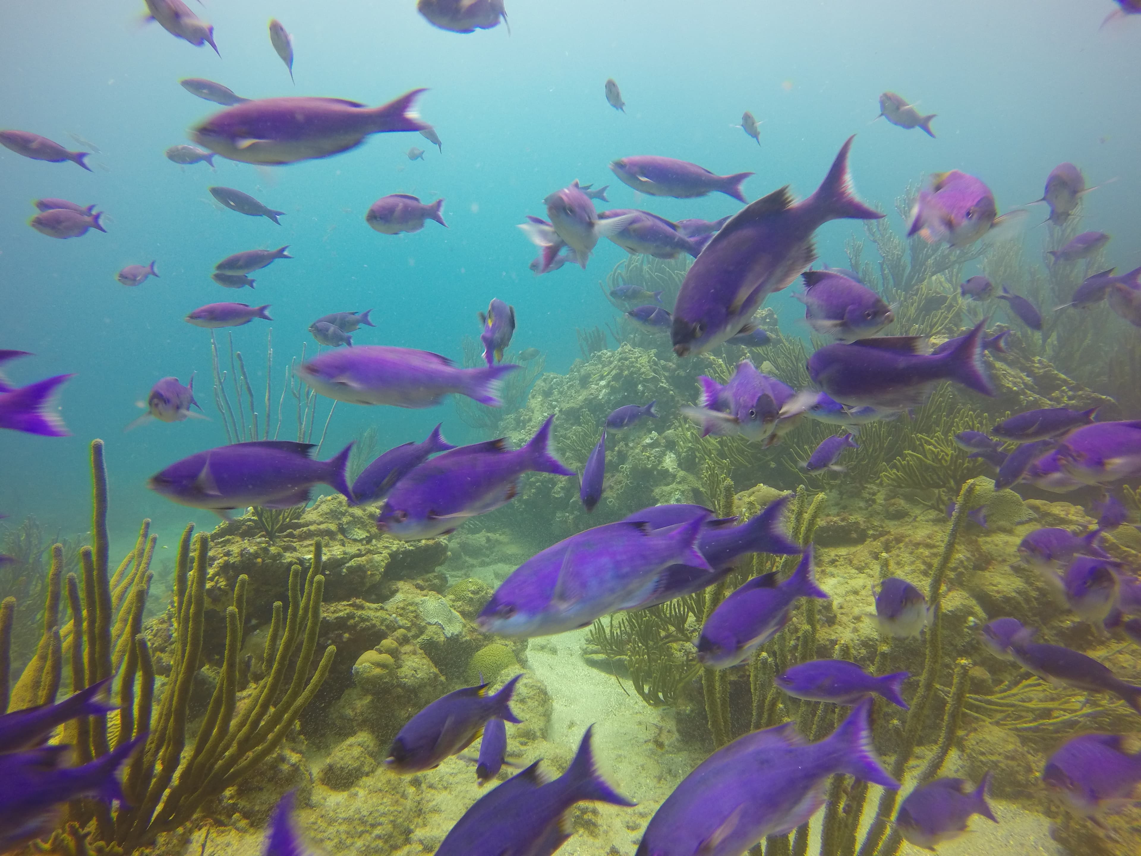 School of purple fish over coral